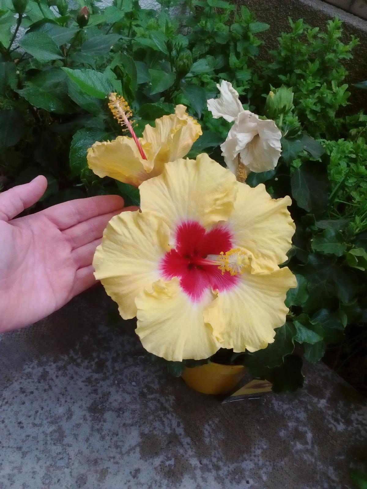 Autovision Contrôle Technique