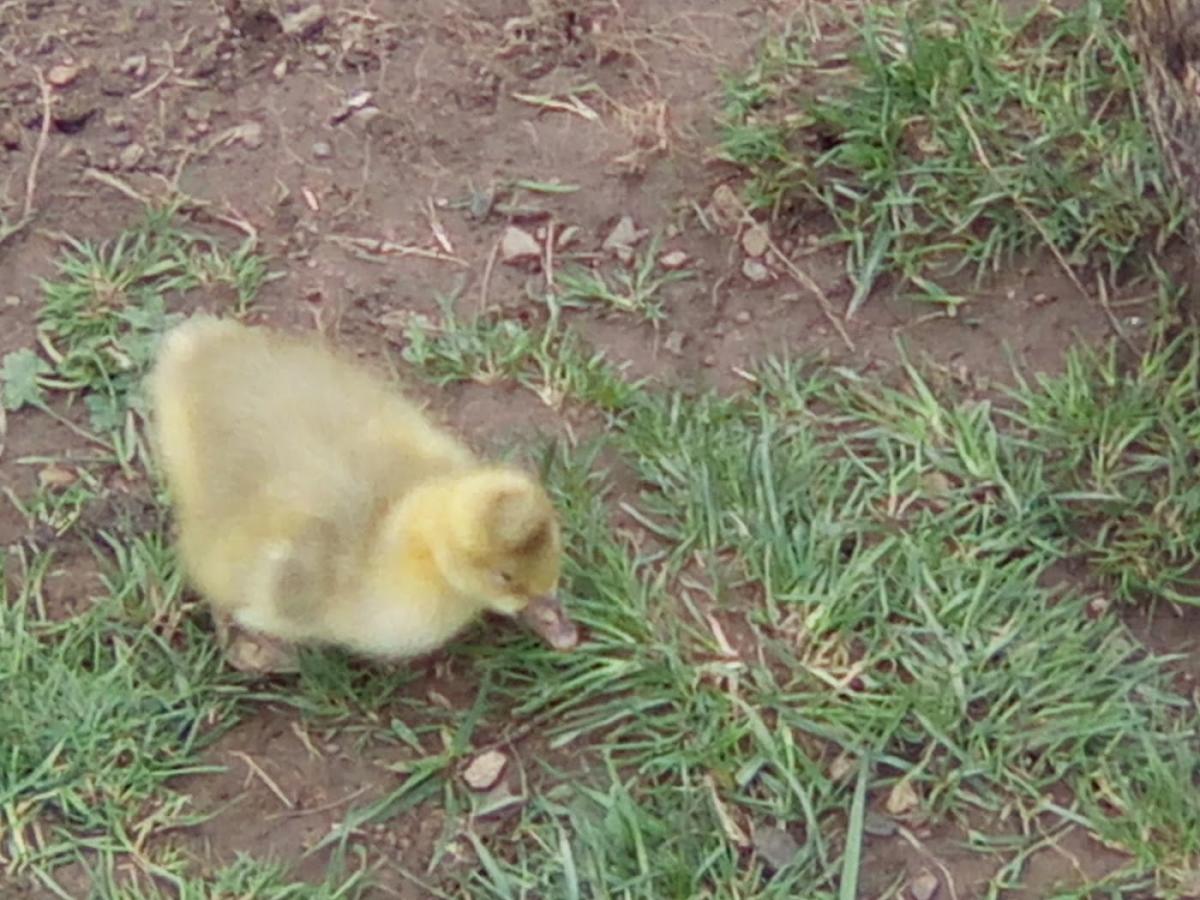 Garage Christian Dubois