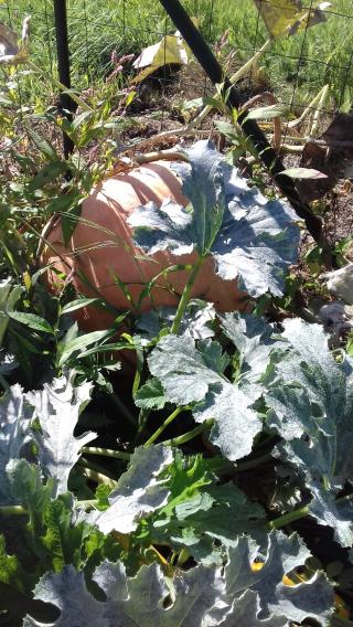 Garage Angel Control 0